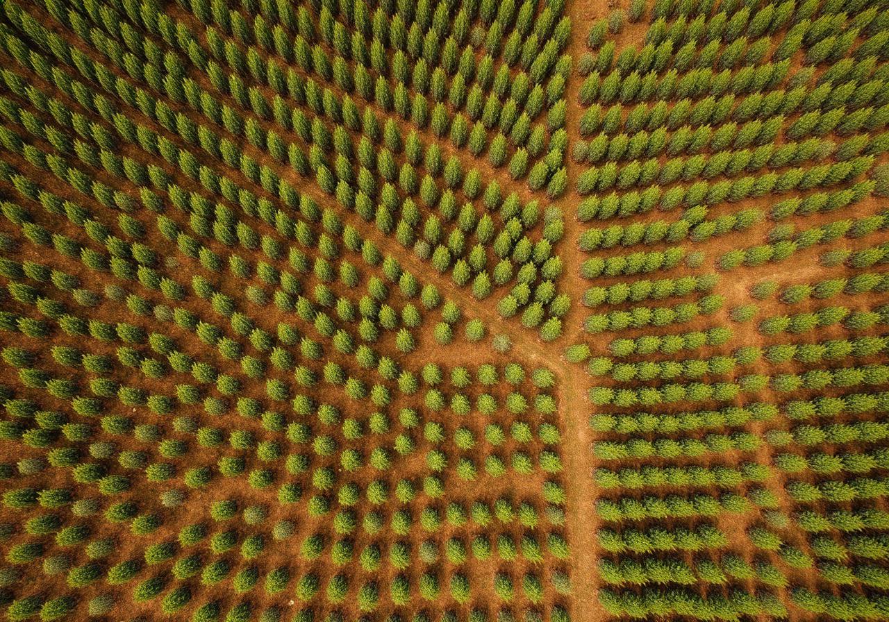 Reflorestamento de Pinus 240ha
